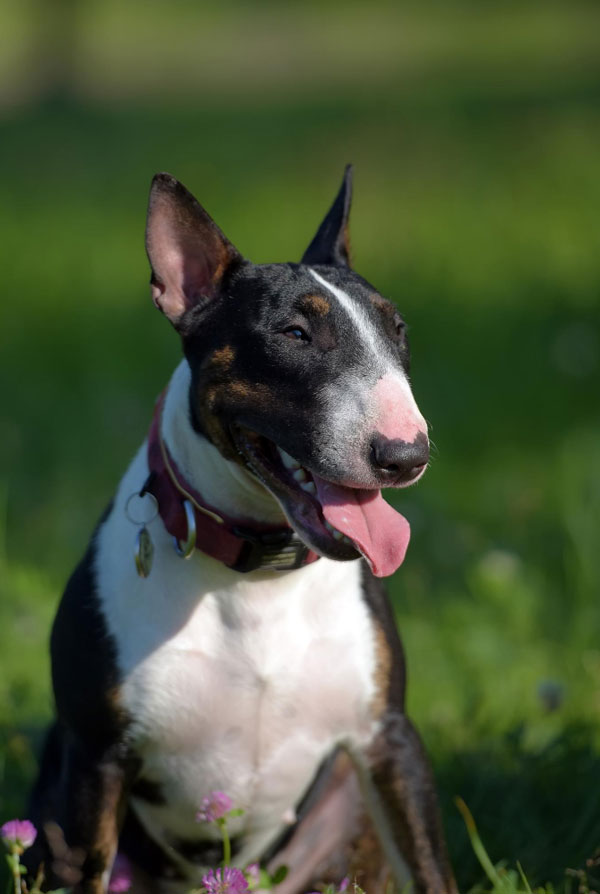 Activités physiques chiot Bull Terrier