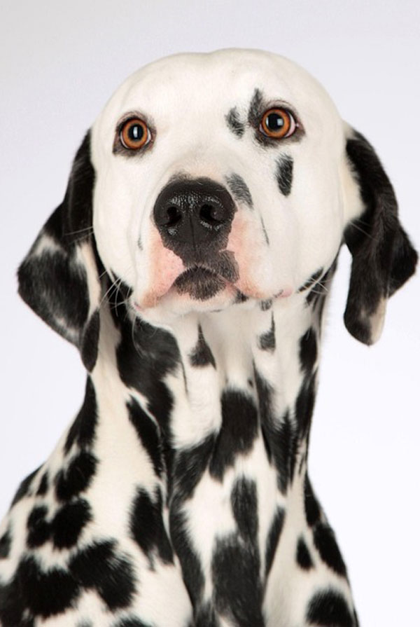 Activités physiques chiot Dalmatien