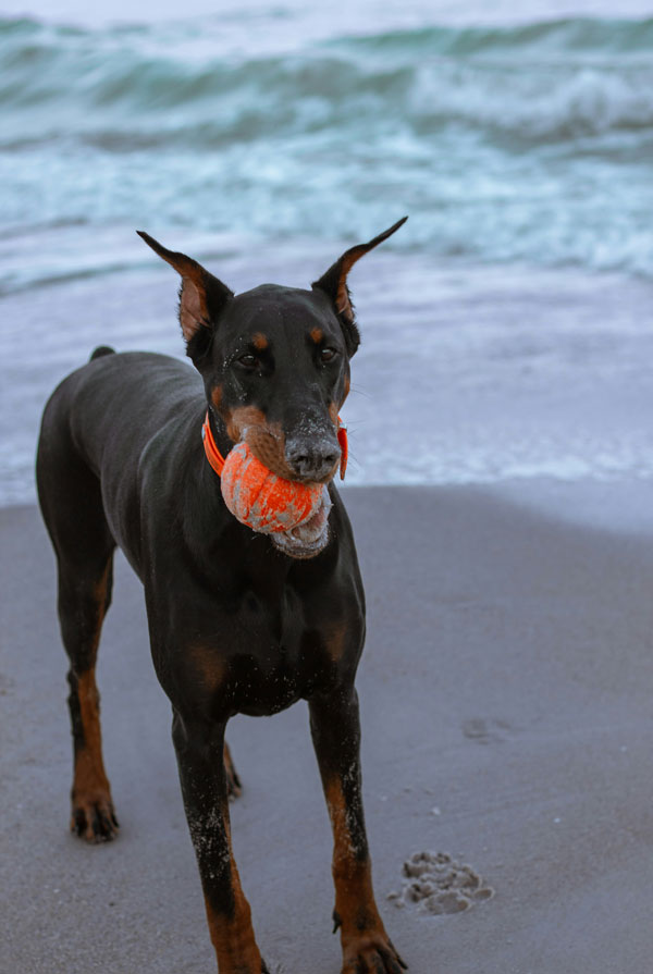 Activités physiques chiot Dobermann