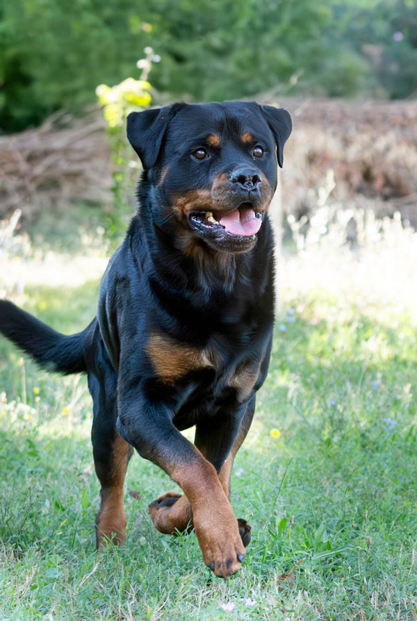 Activités physiques chiot Rottweiler