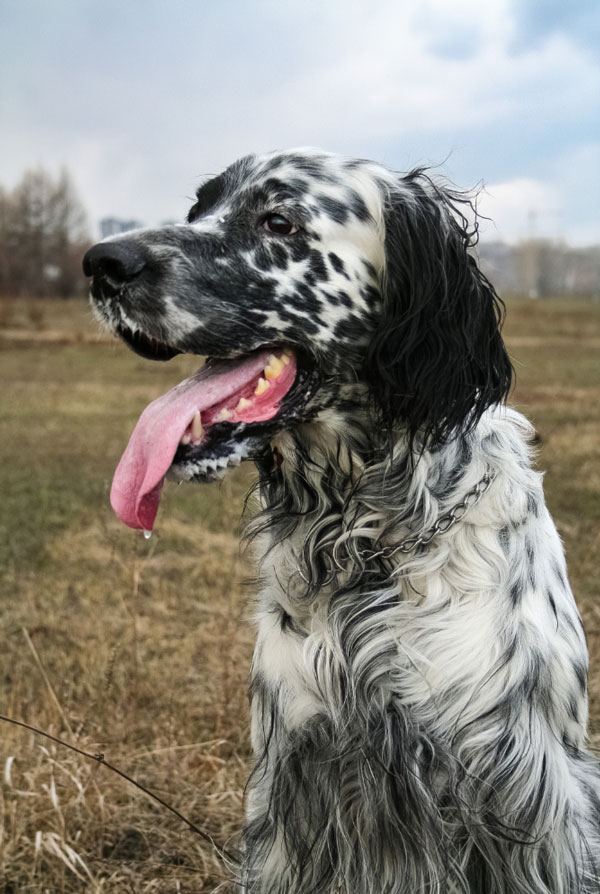 Activités physiques chiot Setter Anglais