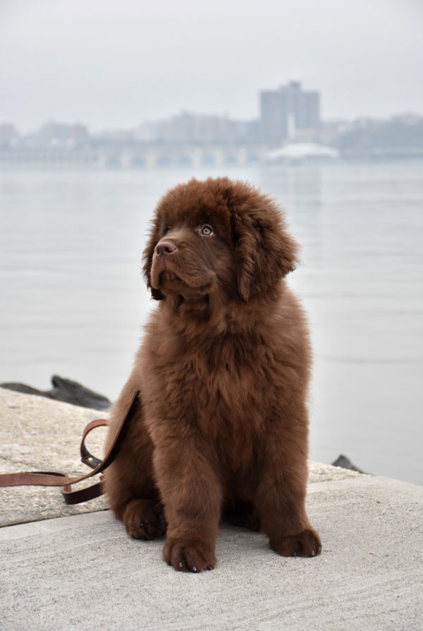 Activités physiques chiot Terre Neuve