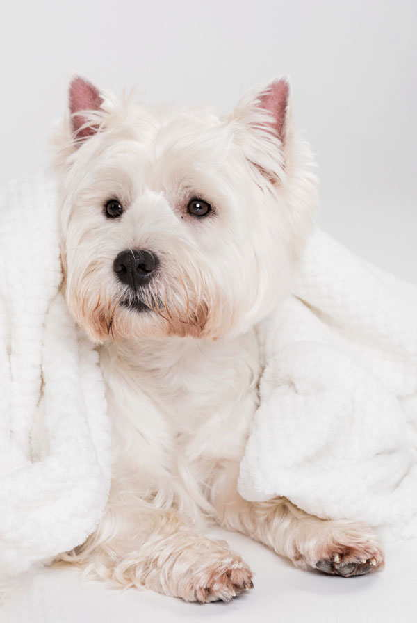 Activités physiques chiot Westie