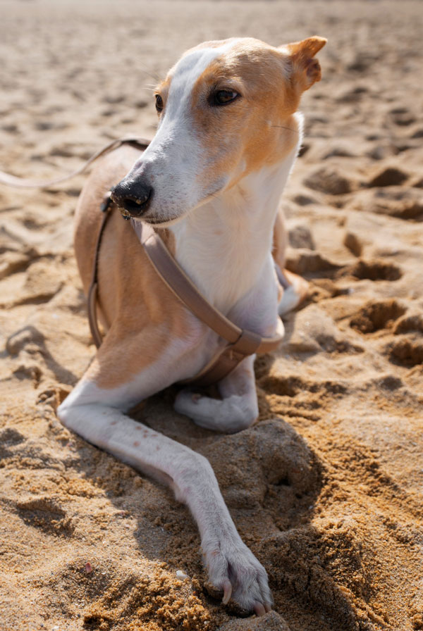 Activités physiques chiot Whippet