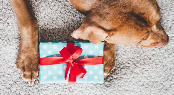 Cadeau anniversaire chien