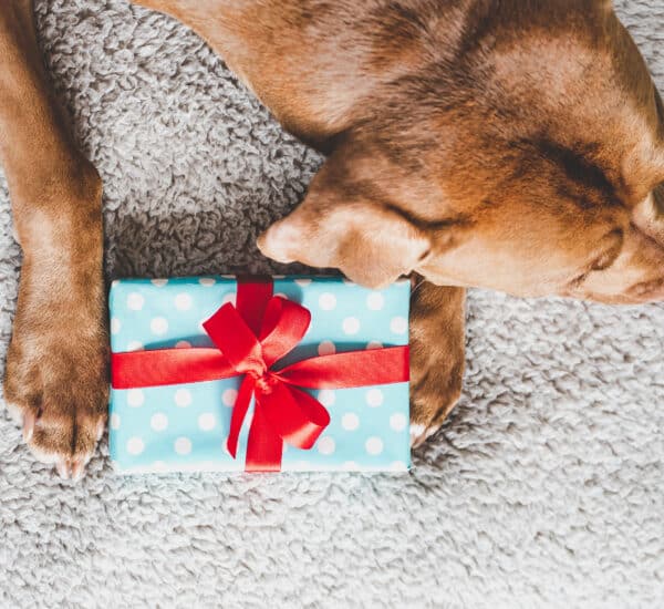 Cadeau anniversaire chien