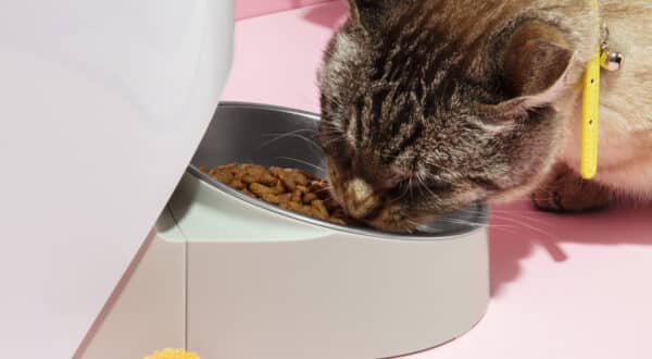 Chaton qui mange des friandises depuis un distributeur automatique de croquettes