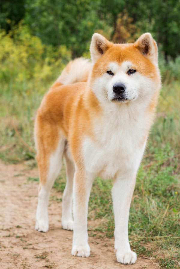 Caractéristiques physiques de l'Akita Inu