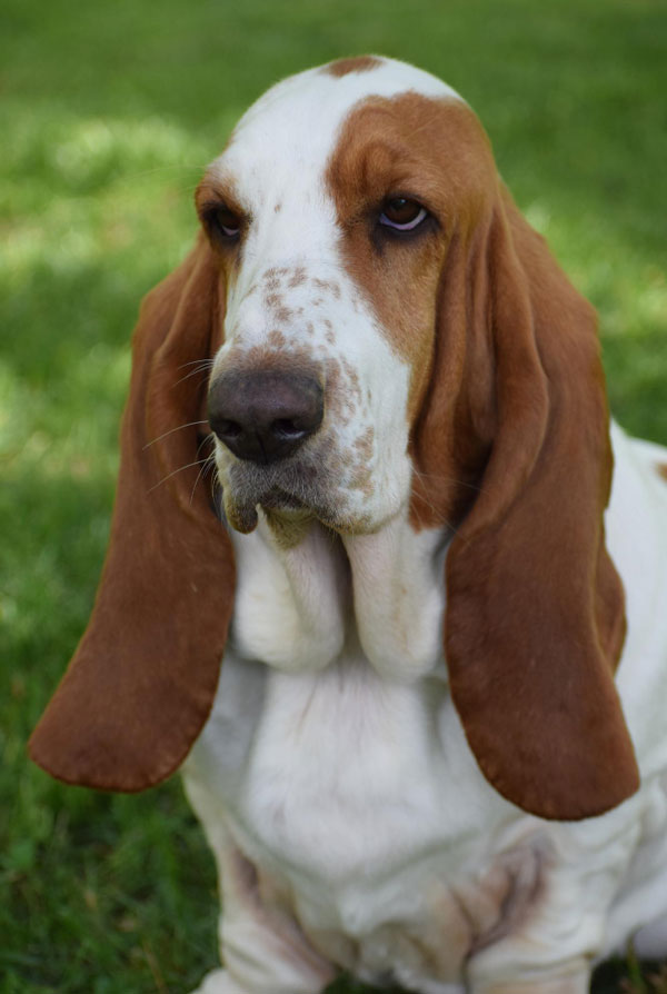 Caractéristiques physiques du Basset Hound
