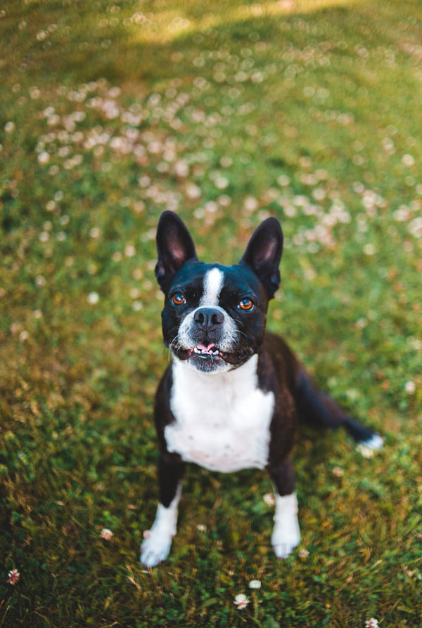 Caractéristiques physiques du Boston Terrier