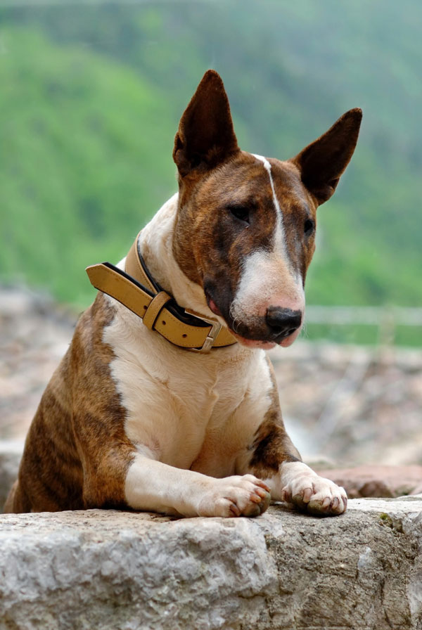 Caractéristiques physiques du Bull Terrier