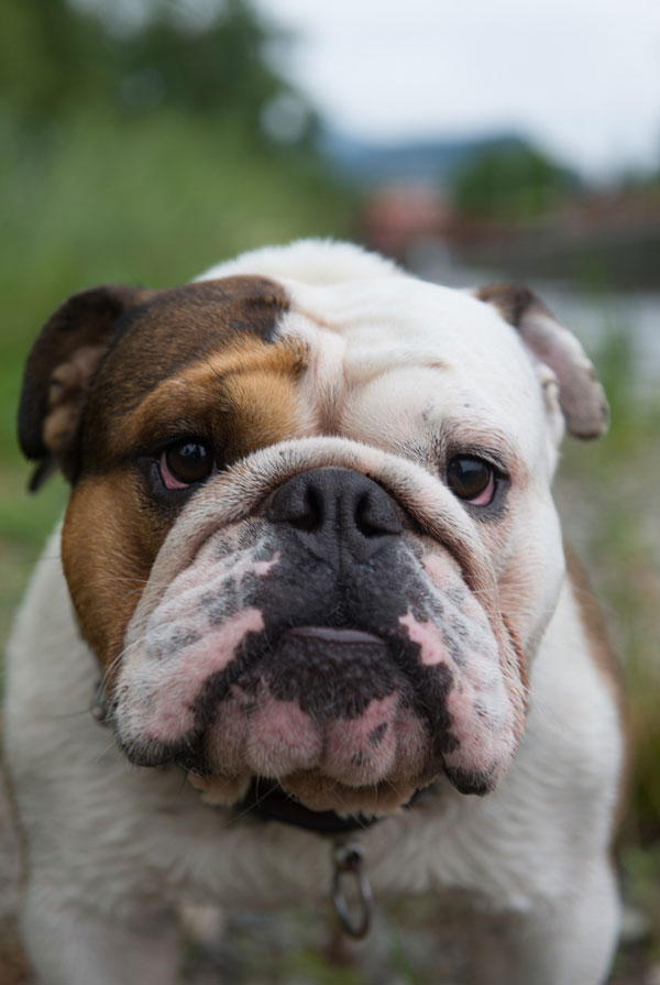 Caractéristiques physiques du Bulldog Anglais