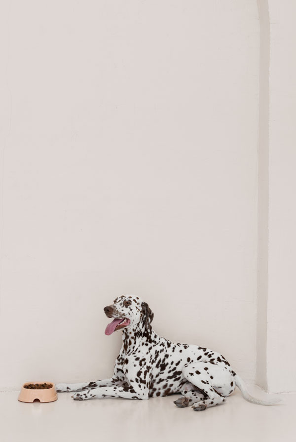 Caractéristiques physiques du Dalmatien