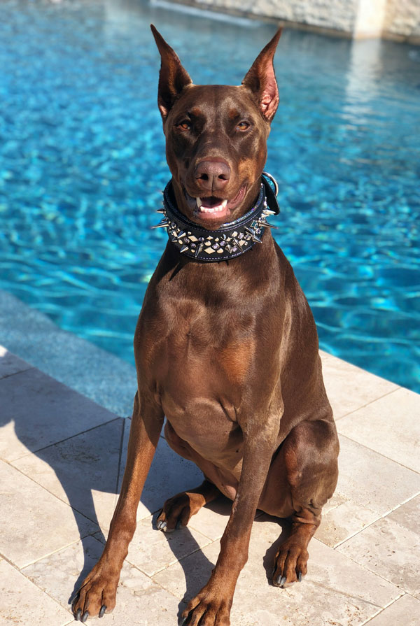 Caractéristiques physiques du Dobermann
