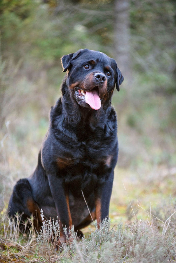 Caractéristiques physiques du Rottweiler