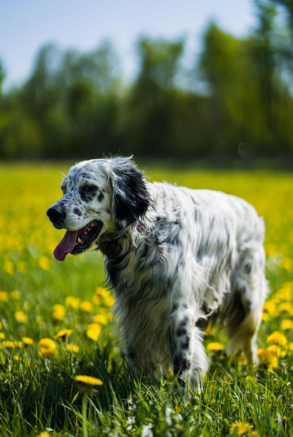 Caractéristiques physiques du Setter Anglais
