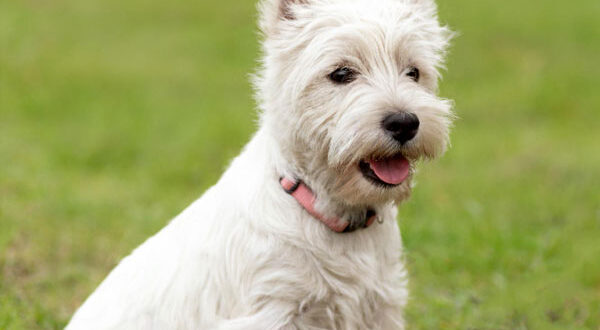 Caractéristiques physiques du Westie