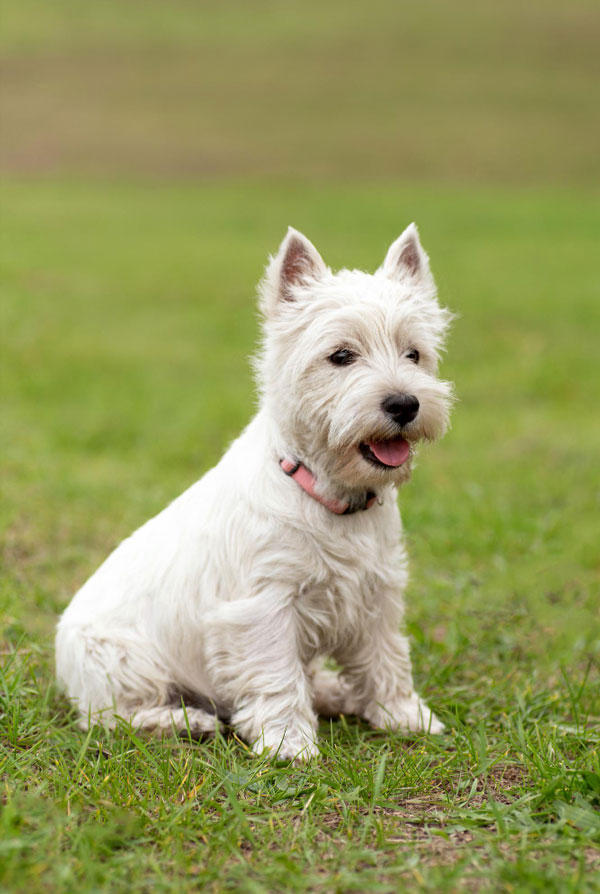 Caractéristiques physiques du Westie