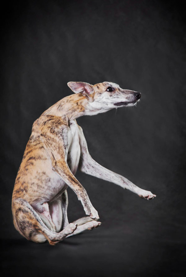 Caractéristiques physiques du Whippet
