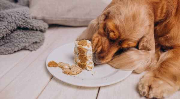 Chien qui mange son gâteau d'anniversaire