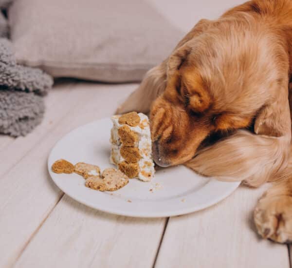 Chien qui mange son gâteau d'anniversaire