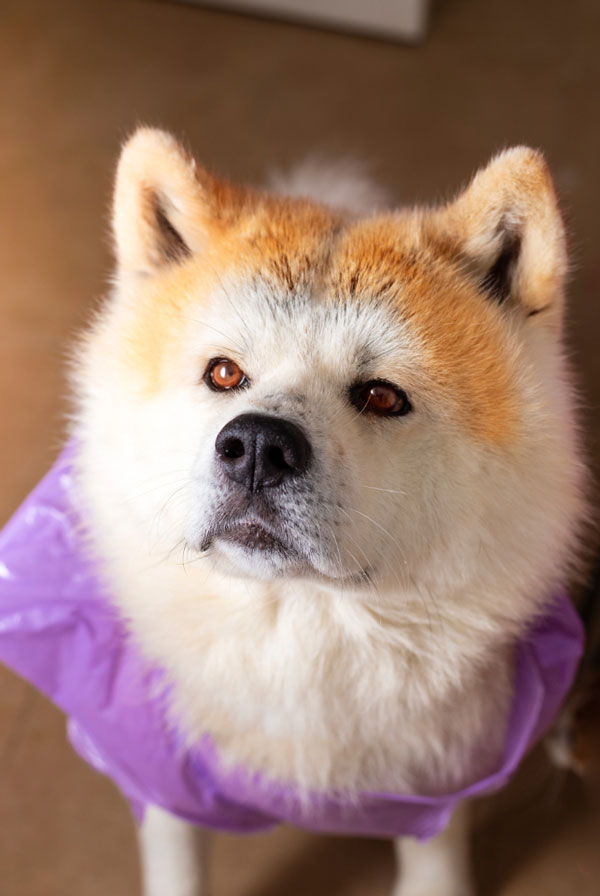 Comportement de l'Akita Inu