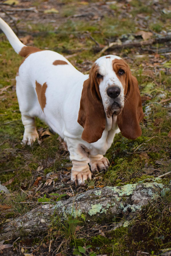 Comportement du Basset Hound