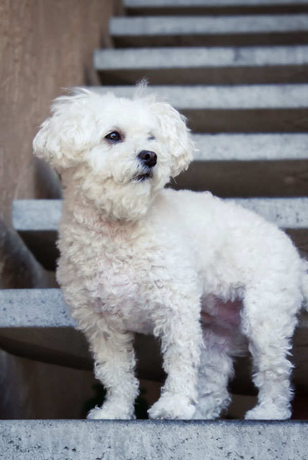 Comportement du Bichon Maltais