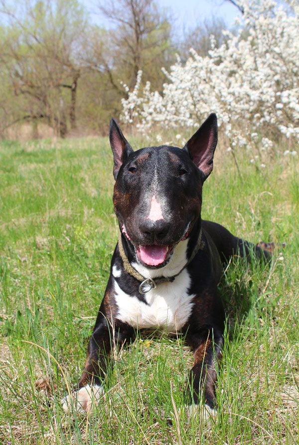 Comportement du Bull Terrier