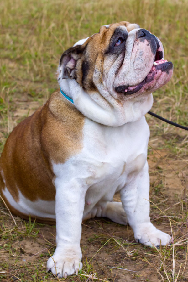 Comportement du Bulldog Anglais