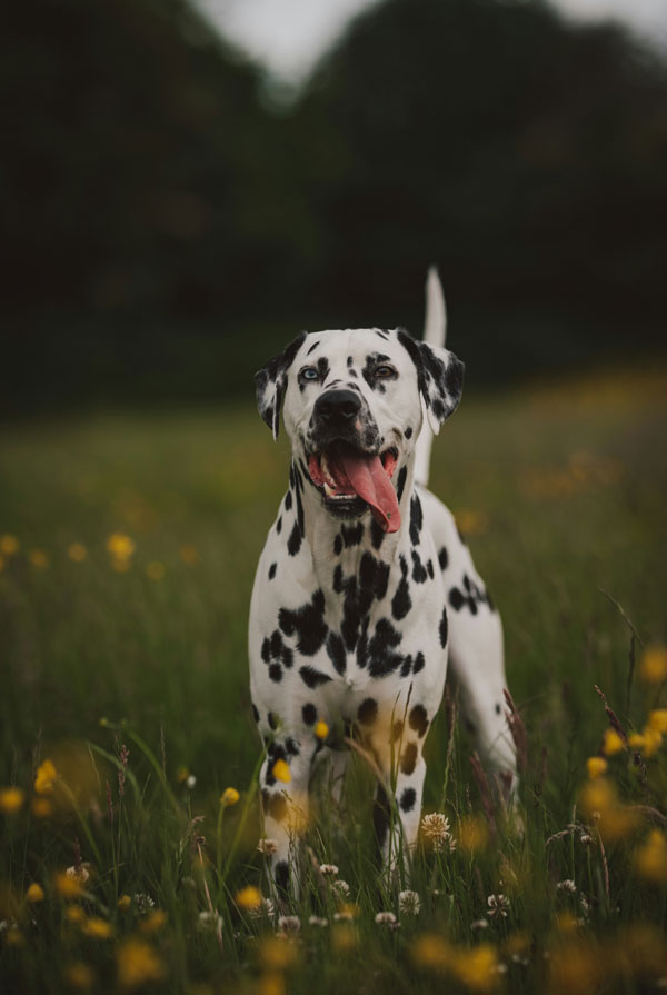 Comportement du Dalmatien