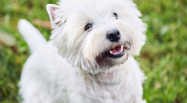 Comportement du Westie