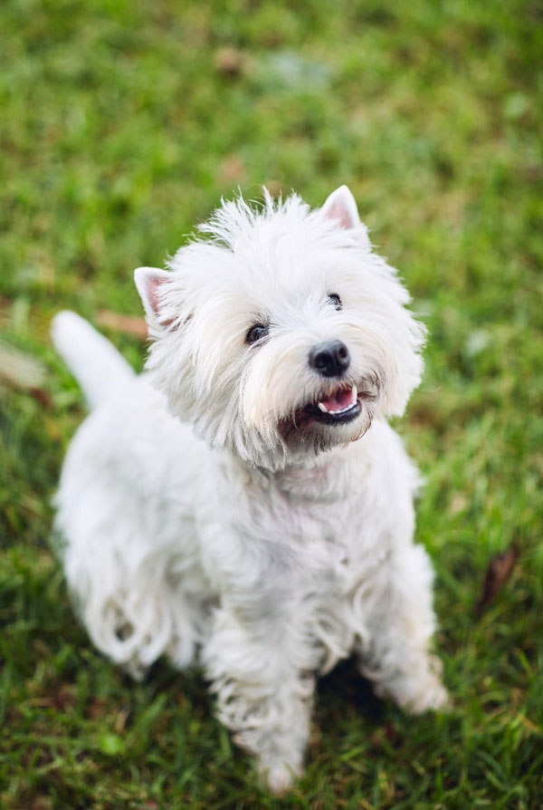 Comportement du Westie