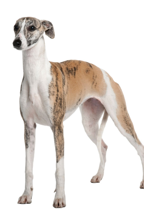 Comportement du Whippet