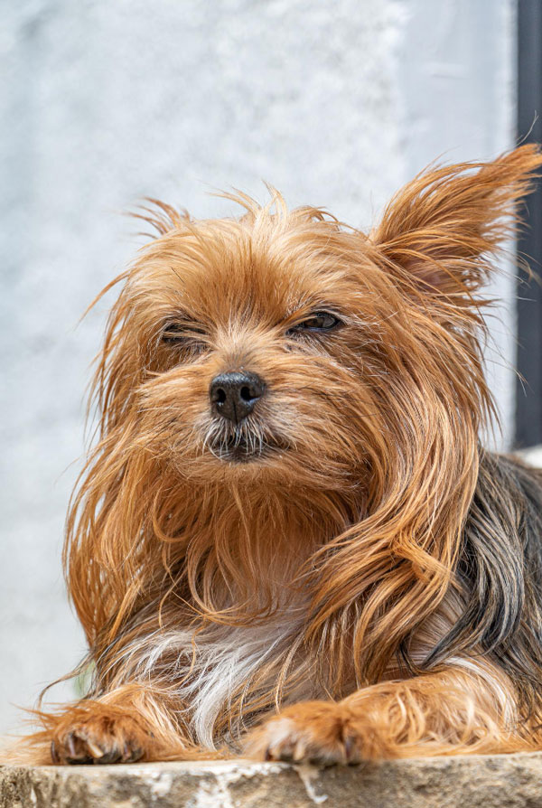 Comportement du Yorkshire Terrier