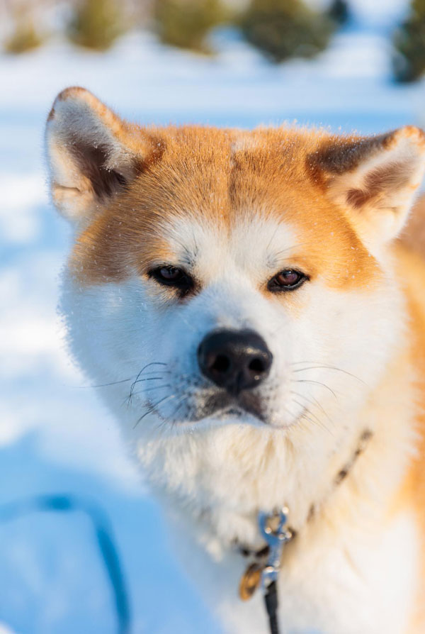 Cout d'entretien d'un Akita Inu