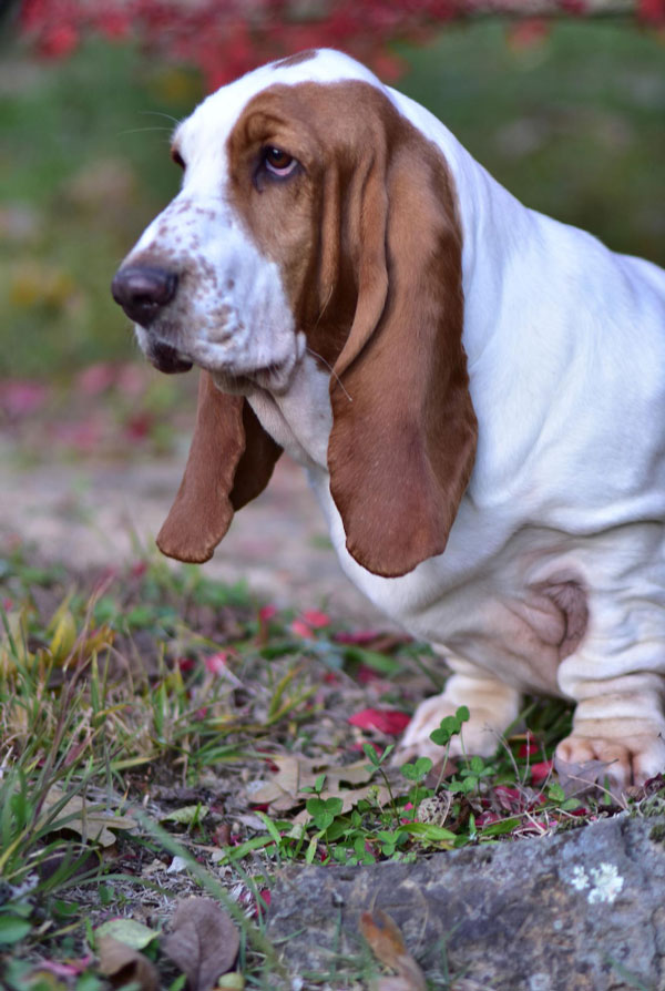 Cout d'entretien d'un Basset Hound