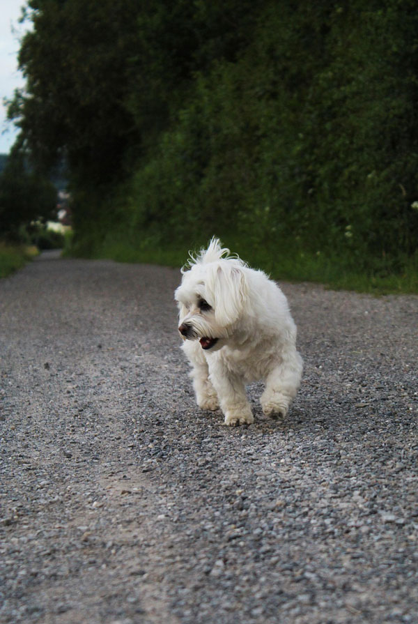 Cout d'entretien d'un Bichon Maltais