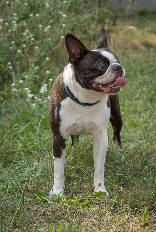 Cout d'entretien d'un Boston Terrier