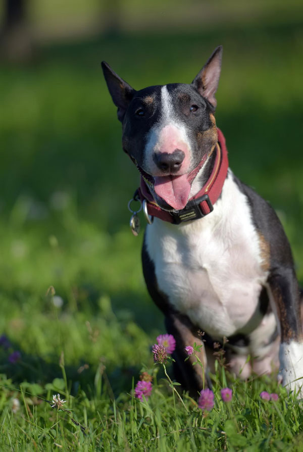 Cout d'entretien d'un Bull Terrier