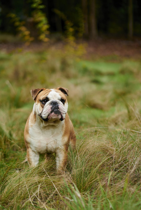Cout d'entretien d'un Bulldog Anglais