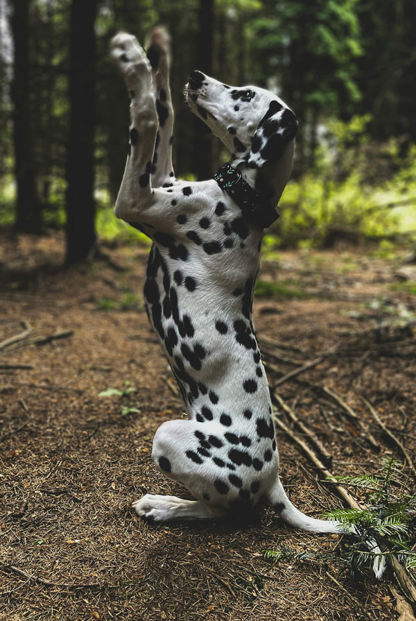 Cout d'entretien d'un Dalmatien
