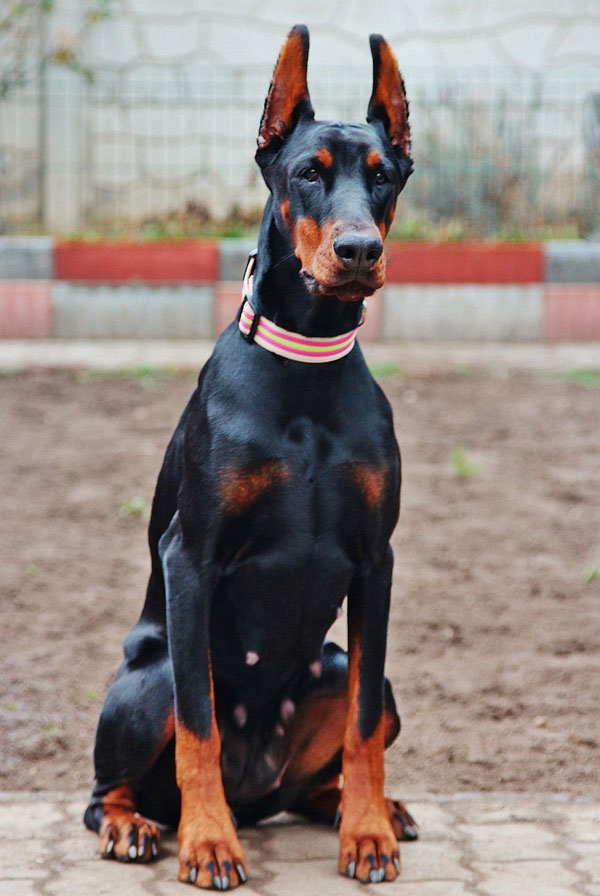 Cout d'entretien d'un Dobermann