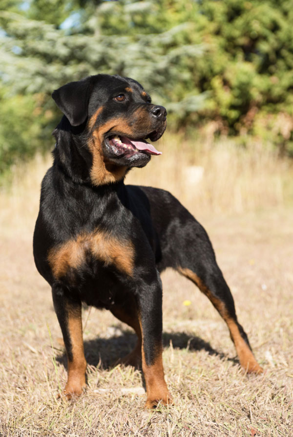 Cout d'entretien d'un Rottweiler