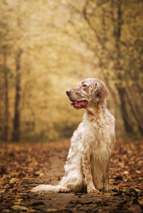 Cout d'entretien d'un Setter Anglais
