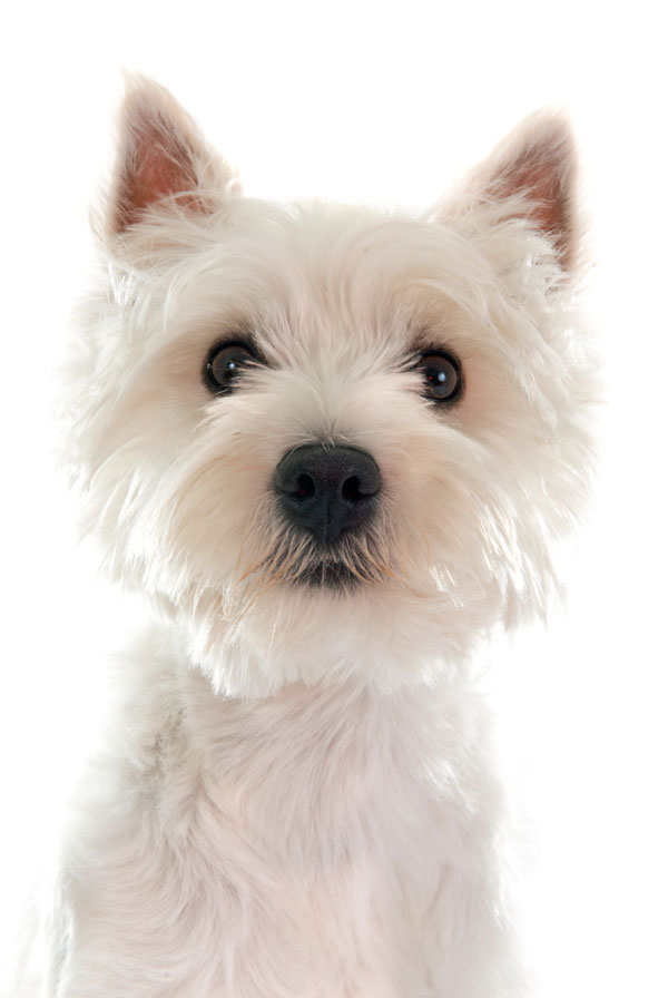 Cout d'entretien d'un Westie