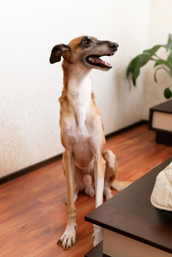 Cout d'entretien d'un Whippet