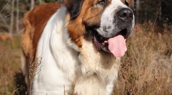 Chien type Saint Bernard ayant un ectropion