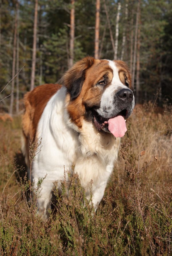 Chien type Saint Bernard ayant un ectropion