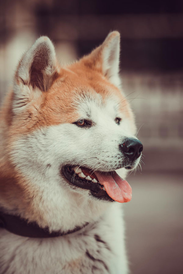 Education du chiot Akita Inu